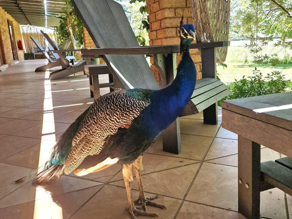 Airport Bird & Game Kempton Park